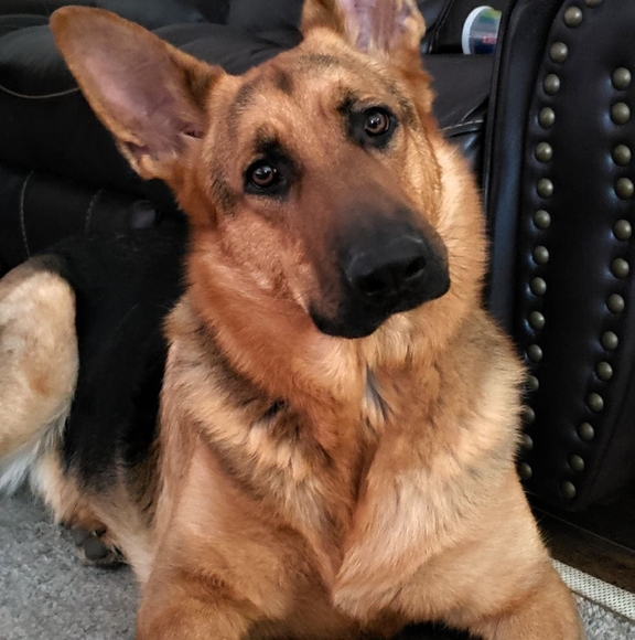 Meet your Posher, Debra - Picture 1 of 1